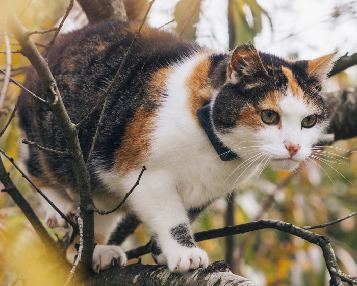 Tractive CAT Mini