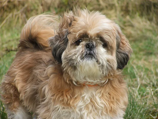 Shih Tzu Wallpaper – wallpapers